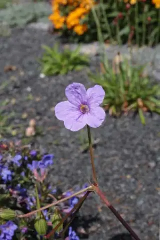 Erodium gruinum