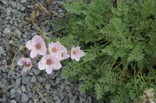 Erodium 'Katherine Joy' (Guttatum)
