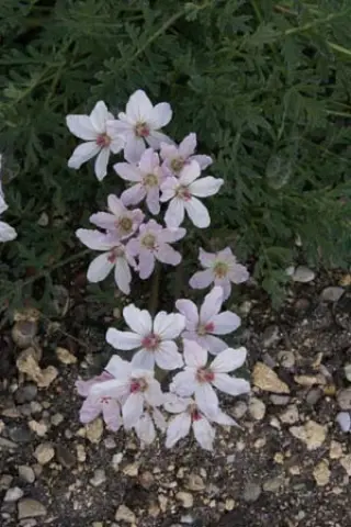 Erodium x lindavicum
