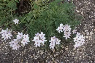 Erodium x lindavicum