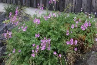Erodium manescavii