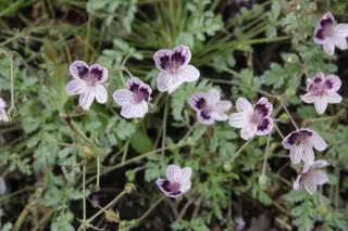 Erodium supracanum hybr