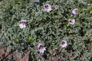 Erodium supracanum hybr