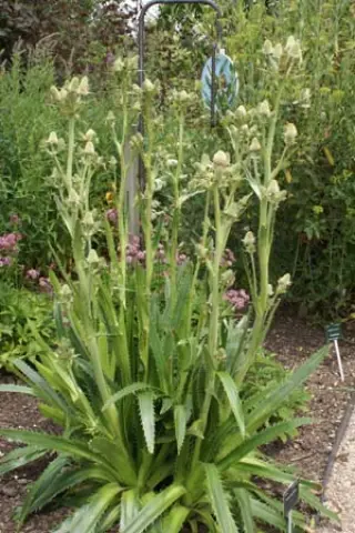 Eryngium agavifolium