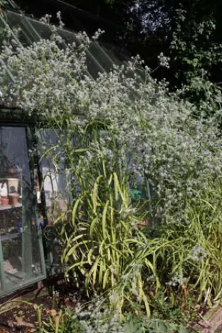 Eryngium aquaticum