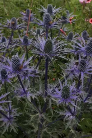 Eryngium 'Big Blue'