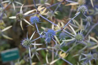 Eryngium billardieri