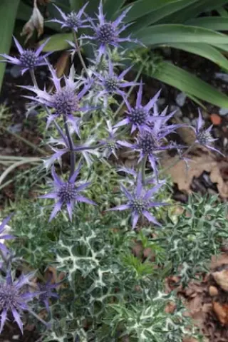 Eryngium bourgatii 'G.s.thomas's Sel'