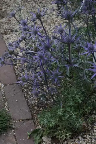 Eryngium bourgatii 'Oxford Blue'