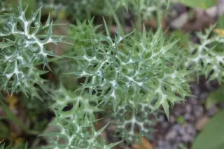 Eryngium bourgatii (type Des. Plts)