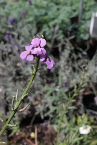 Erysimum 'Bowles Babies'