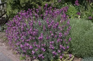 Erysimum 'Bowles Mauve'