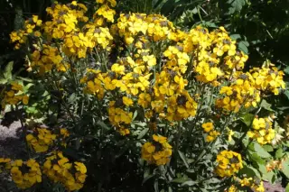 Erysimum 'Bowles Yellow'