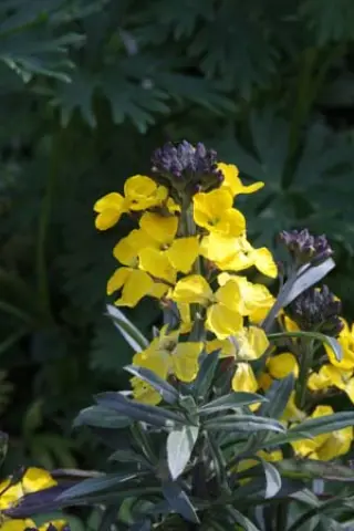 Erysimum 'Bowles Yellow'