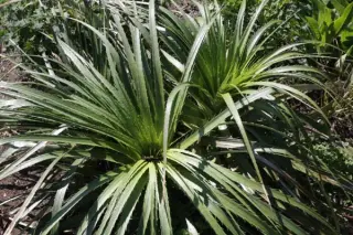 Eryngium bromeliifolium (syn. E. monocephalum)