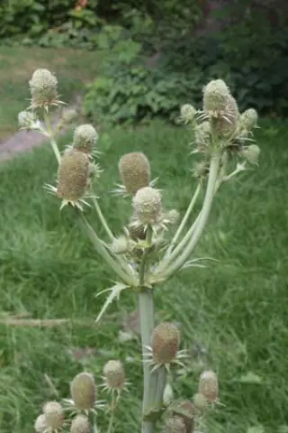 Eryngium bromeliifolium (syn. E. monocephalum)