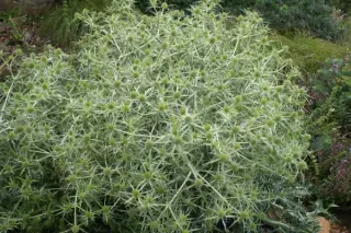 Eryngium campestre