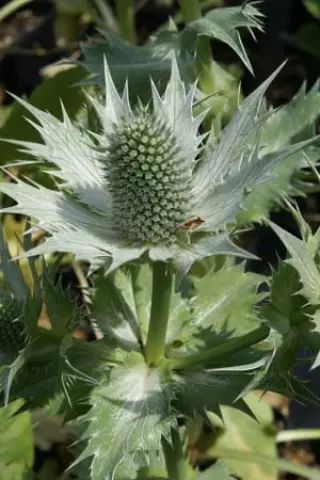 Eryngium caucasicum