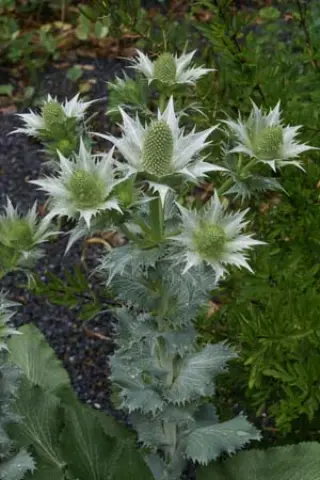 Eryngium caucasicum