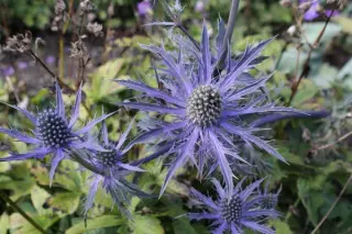 Eryngium 'Cobalt Star'