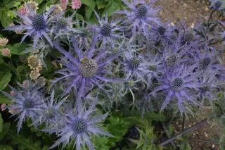 Eryngium 'Cobalt Star'