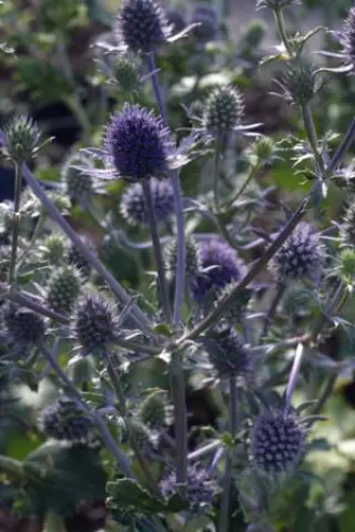 Eryngium creticum