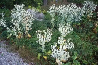 Eryngium giganteum (J&Ja 460.800)