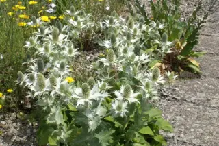 Eryngium giganteum 'Silver Ghost'