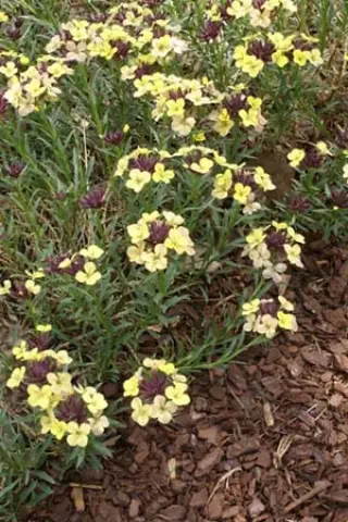 Erysimum 'John Codrington'