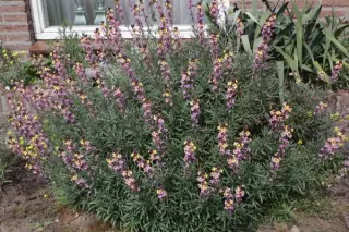 Erysimum mutabile
