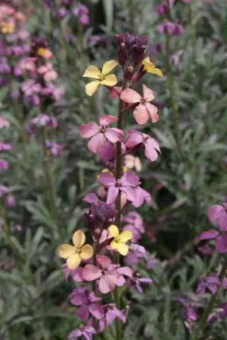 Erysimum mutabile
