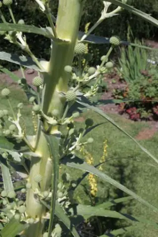 Eryngium paniculatum