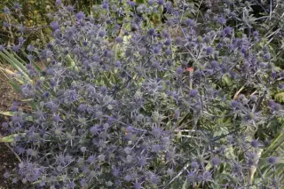 Eryngium planum nr 119005