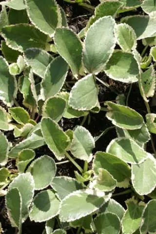 Eryngium planum 'Jade Frost'