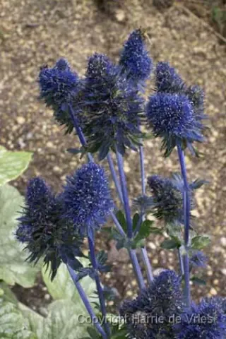 Eryngium planum 'Paradise Jackpot'