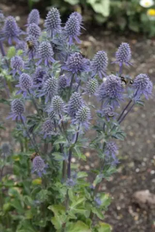 Eryngium planum 'Paradise Jackpot'