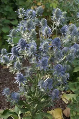 Eryngium planum 'Tiny Jackpot'