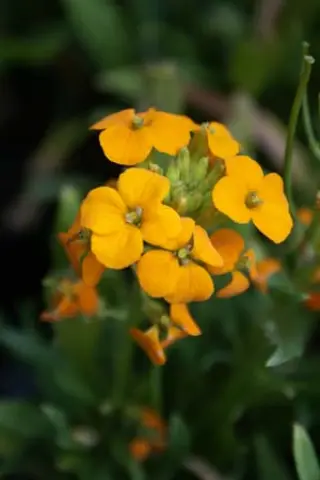 Erysimum sp. coll. Siberië