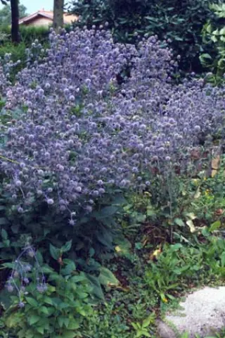 Eryngium tripartitum