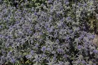 Eryngium tripartitum
