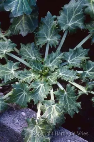 Eryngium variifolium