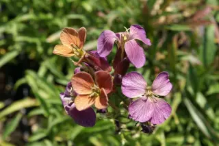 Erysimum 'Wenlock Beauty'