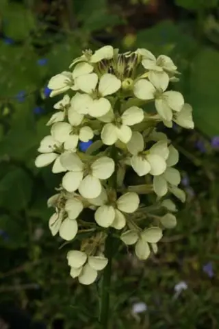 Erysimum wittmannii