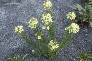 Erysimum wittmannii