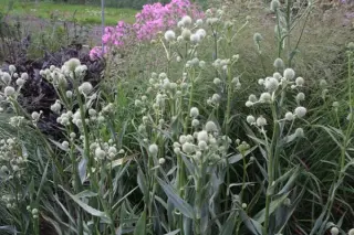 Eryngium yuccifolium