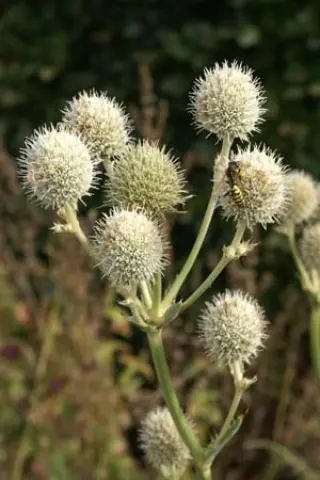 Eryngium yuccifolium