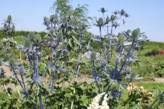 Eryngium x zabelii 'Jos Eijking'