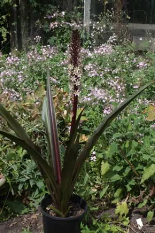 Eucomis 'Oakhurst'