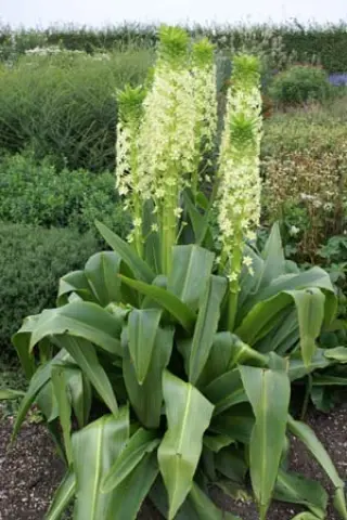 Eucomis pole-evansii