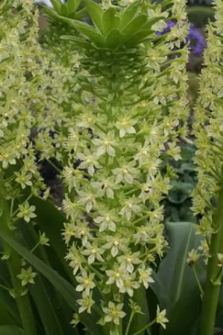 Eucomis pole-evansii